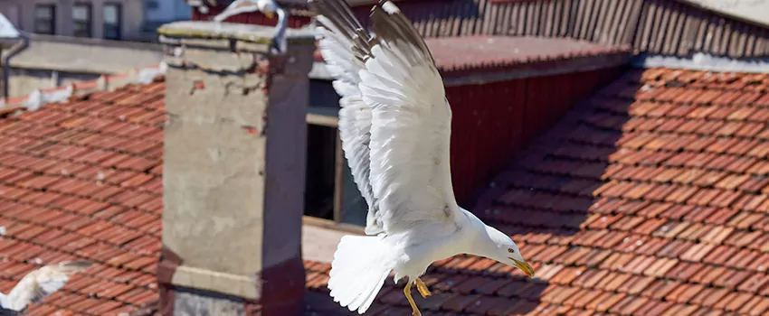 Residential Chimney Animal Removal Solution in Perrysburg, OH