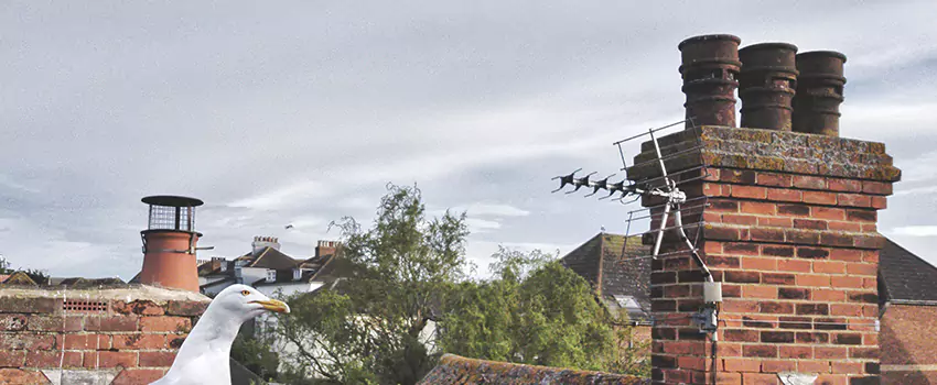 Chimney Cleaning And Restoration in Perrysburg, Ohio